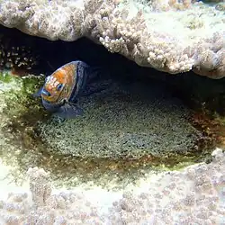 With eggs