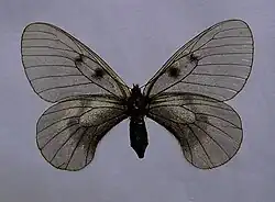 Dark female from the Alps, P. m. hartmanni