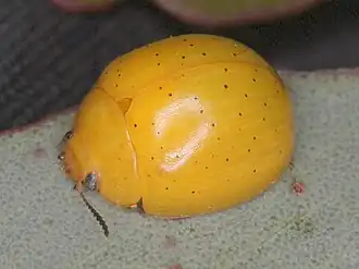 Paropsisterna remota