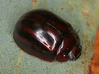 Paropsisterna stygia trivittata