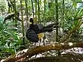 Male Bare-faced curassow