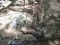 Common boa