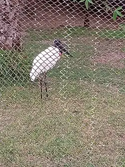 Jabiru