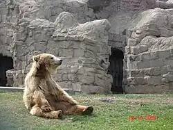 The now deceased Eurasian Brown Bear