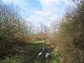 Prior's Coppice