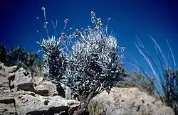 Parthenium argentatum