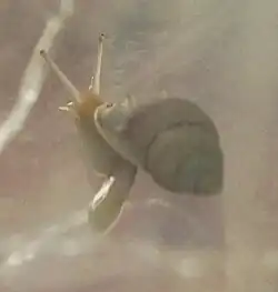 Partula tohiveana