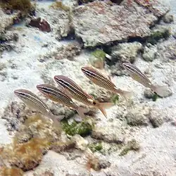 P. spilurus (middle) schooling with P. ciliatus