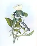Cinereous Tit, Parus cinereus, between 1850 and 1883, Birds of Asia, Volume 2, J Gould & H. C. Richter