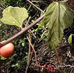 Passiflora sublanceolata, sublanceolate leaves and tendrils