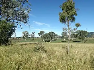 Pastures at Fassifern.