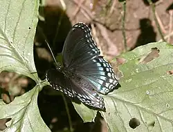 Red-spotted purple (L. a. astyanax), Baltimore, Maryland, United States