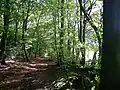Path in Monkton Wood looking south near the southern limit of the parish. (Field on right is in Princes Risborough).