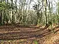 Ebernoe Common