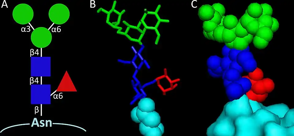 Protein paucimannosylation, showing three representations: A) standard symbol nomenclature, B) a stick model, and C) a space-filling model, all depicting a glycan attached to a protein.