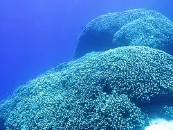 A large colony of Pavona clavus coral, showing many columnar corals grouped together