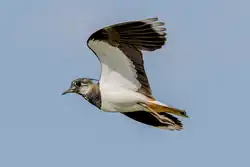 Northern lapwing, Casalbeltrame, Piedmont