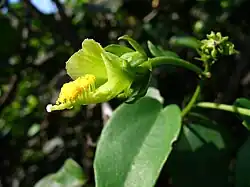 Picture of pavonia paludicola
