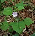 Pavonia odorata