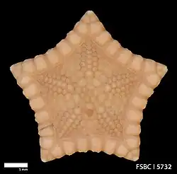 Pawsonaster parvus