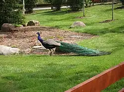 One of the zoo's peacocks, which used to roam freely within the zoo grounds.