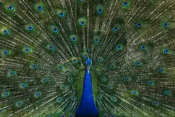 Image 36The blue peafowl (Pavo cristatus), a large and brightly coloured bird, is a species of peafowl native to the Indian subcontinent, but introduced in many other parts of the world. The photo shows a peacock displaying its train at Bangabandhu Sheikh Mujib Safari Park. Photo Credit: Azim Khan Ronnie