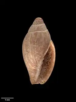 A light brown conical shell with subtle white stripes