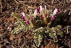 A small plant with divided feathery leaves like a fern's all laying on the ground in two circles. At the center of each it has several white and pink flowers, tube shaped with a claw like cover at the end.