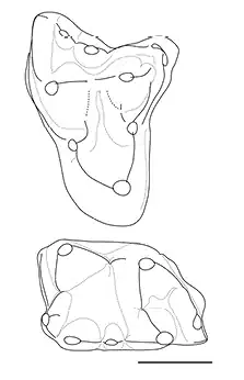 Pediomys upper and lower molars.