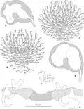 P. sulamericanus from Hyporthodus niveatus
