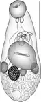 Zoogonoides viviparus (Olsson, 1868)