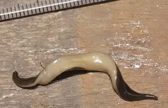 The ventral side is pale finely mottled light brown.