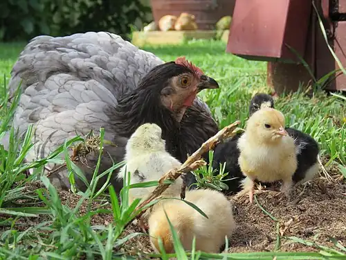 Hen and chicks