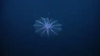 The only true pelagic echinoderm known to date: Pelagothuria natatrix (here close to the Galápagos).