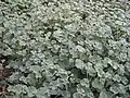 Pelargonium as groundcover