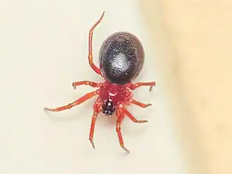 P. bucephala