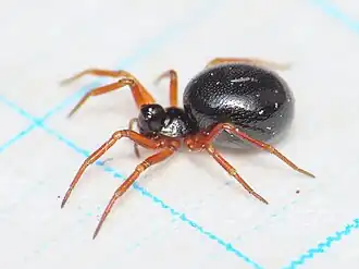 P. elongata