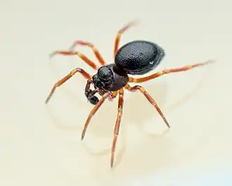 P. inedita