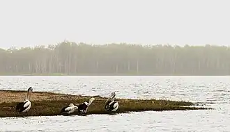 Pelicans on the shore of Lake Tinaroo, 2008