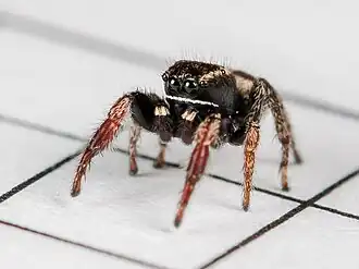 P. epularis