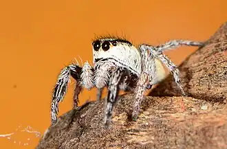 female
