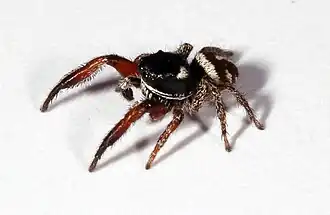 P. nigrociliatus