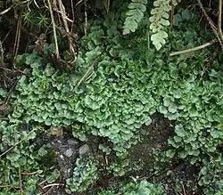Pellia epiphylla, growing on moist soil