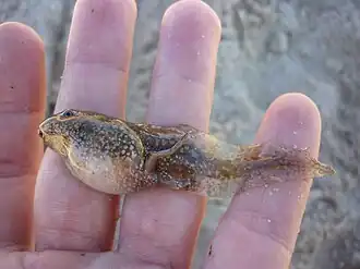 Tadpole