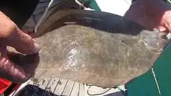 Photo of southern lemon sole caught by fisherman