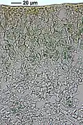 in a lobe cross-section; green cyanobacterial cells clustered beneath the upper surface (scale bar: 20 μm).