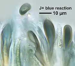 Ascospores showing a J+ (blue) iodine reaction (scale bar: 10 μm).