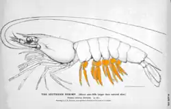 Shrimps paddle with their swimming legs (pleopods).
