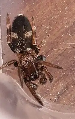 male