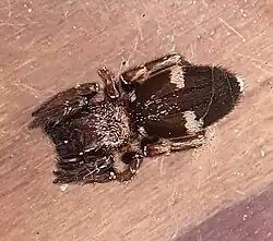 female